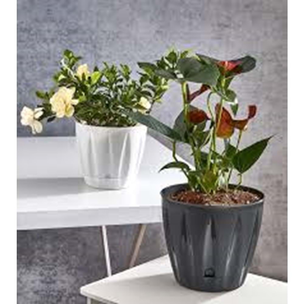 PAMIR PMR-400 BADE KAKTUS SAKSI MINI BOY