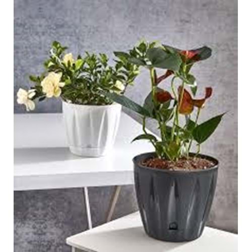 PAMIR PMR-400 BADE KAKTUS SAKSI MINI BOY